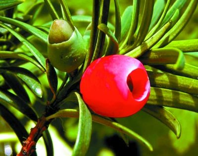 紅豆杉樹在園林綠化中有哪些優(yōu)勢？